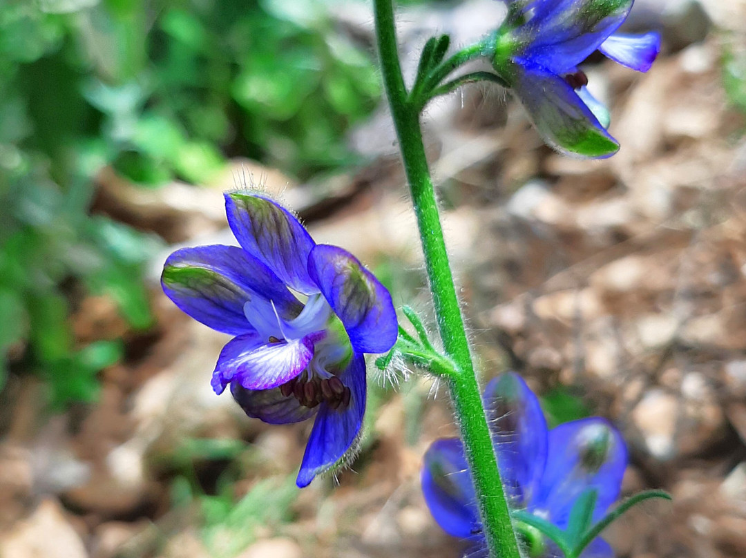 Sirikari Gorge - Polyrrinia Trail-基萨莫斯必去景点