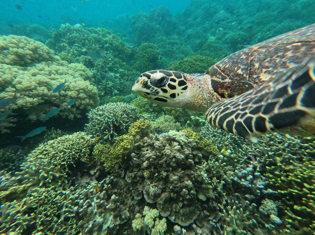 Menjangan West Bali Tour景点图片