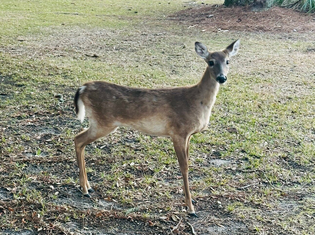 Fripp Island Resort主图