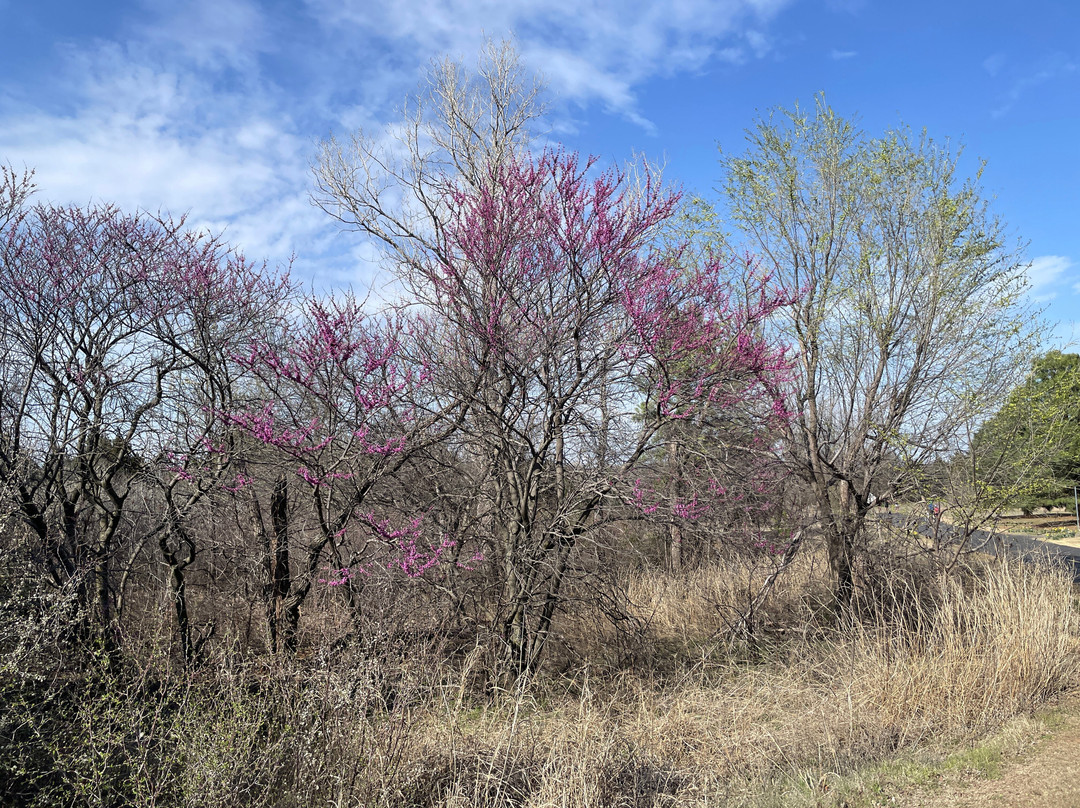 Mitch Park-埃德蒙必去景点