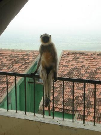 Hotel Champaner主图