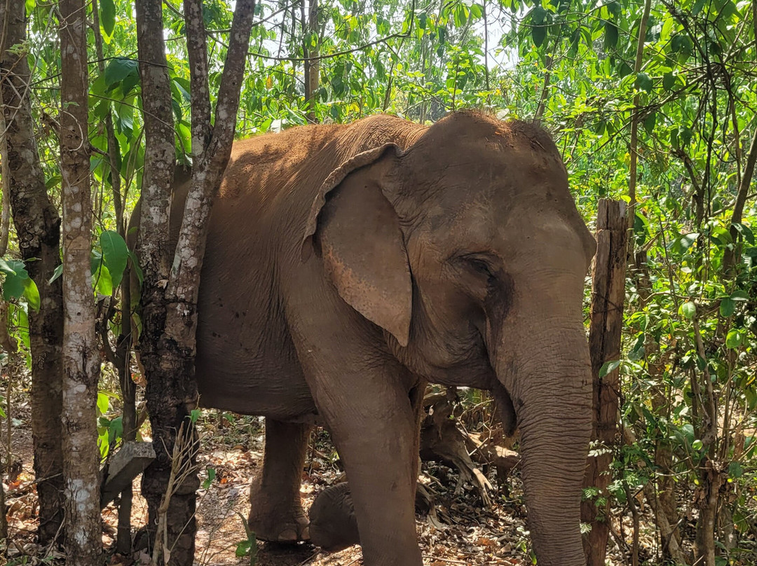 The North of Thailand Elephant Camp-清迈必去景点