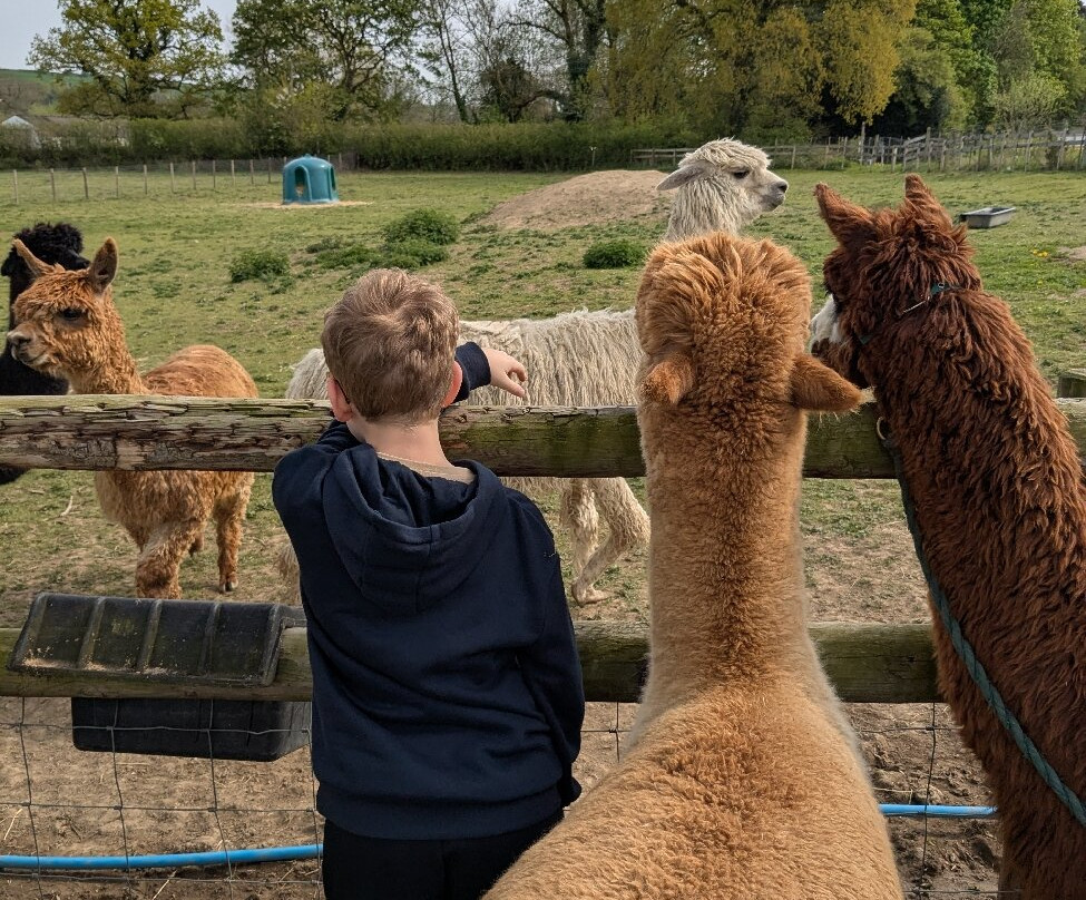 Brackenfield Alpacas景点图片