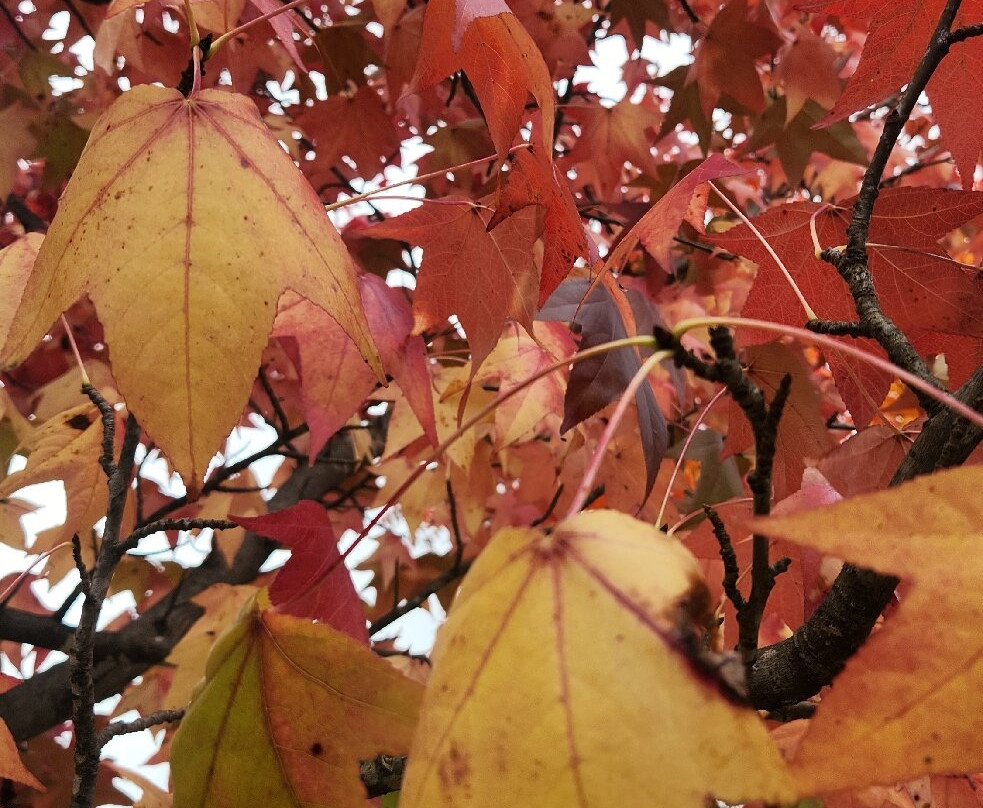 Walcha's Open Air Gallery of sculptures and artworks-Walcha必去景点