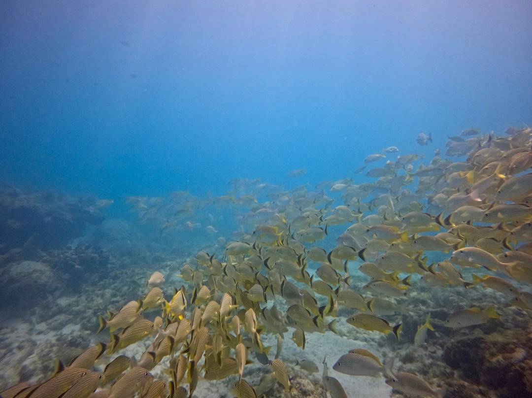 Conch Republic Divers-Tavernier必去景点