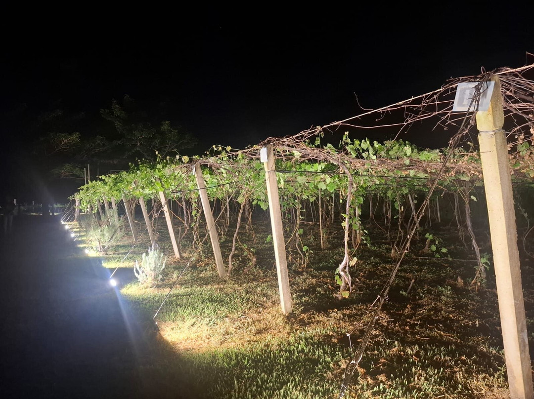 Vinícola Assunção