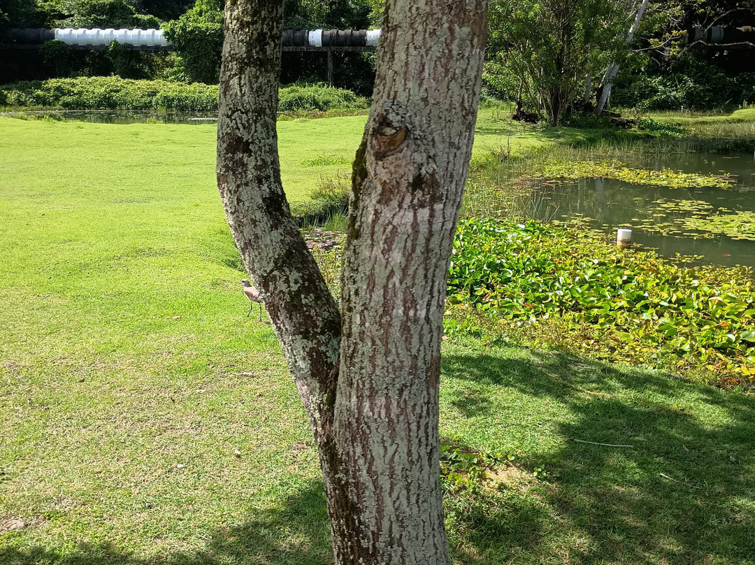 Jardim Botânico - Benjamin Maranhão-Joao Pessoa必去景点