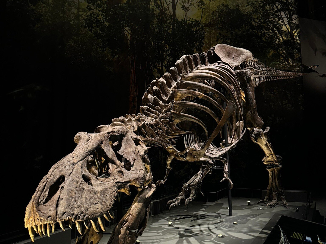 Naturalis Biodiversity Center景点图片