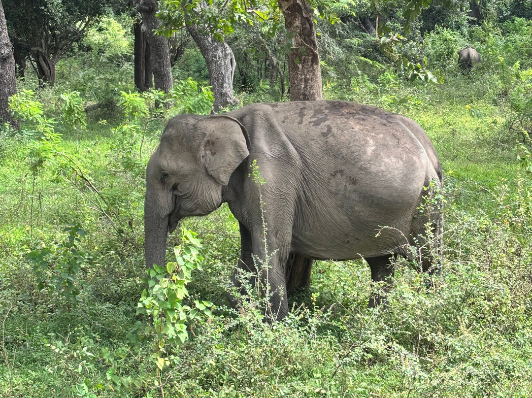 Ajith吉普车游猎之旅-蒂瑟默哈拉默必去景点