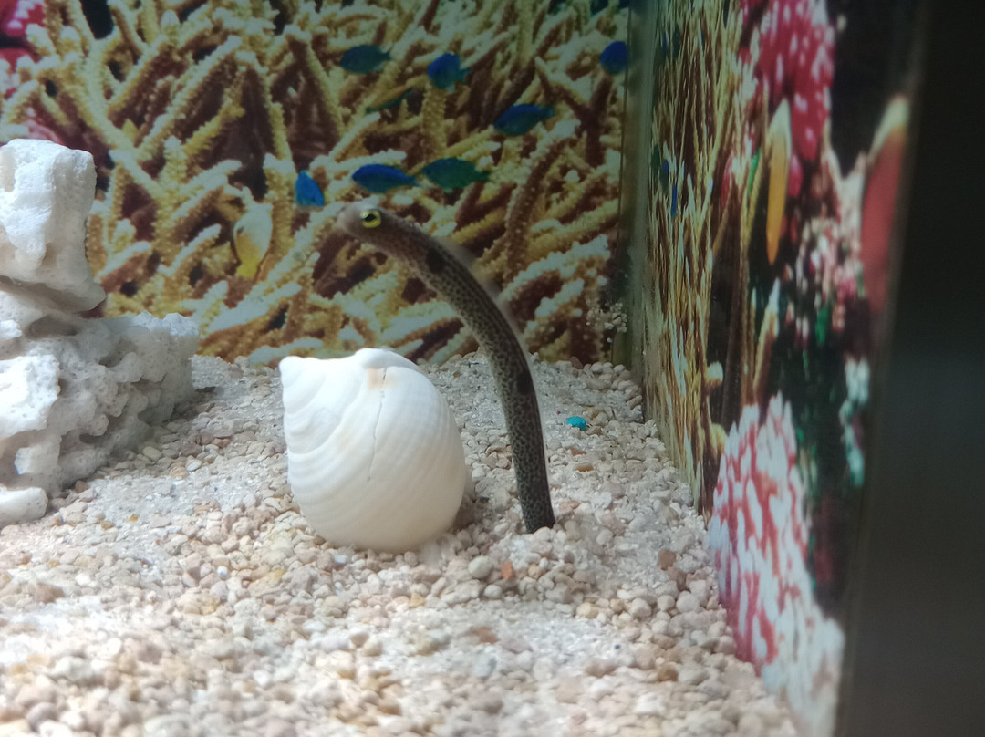 Acuario Michin Puebla景点图片