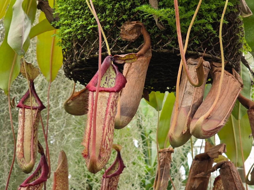 Botanical Garden-布拉迪斯拉发必去景点