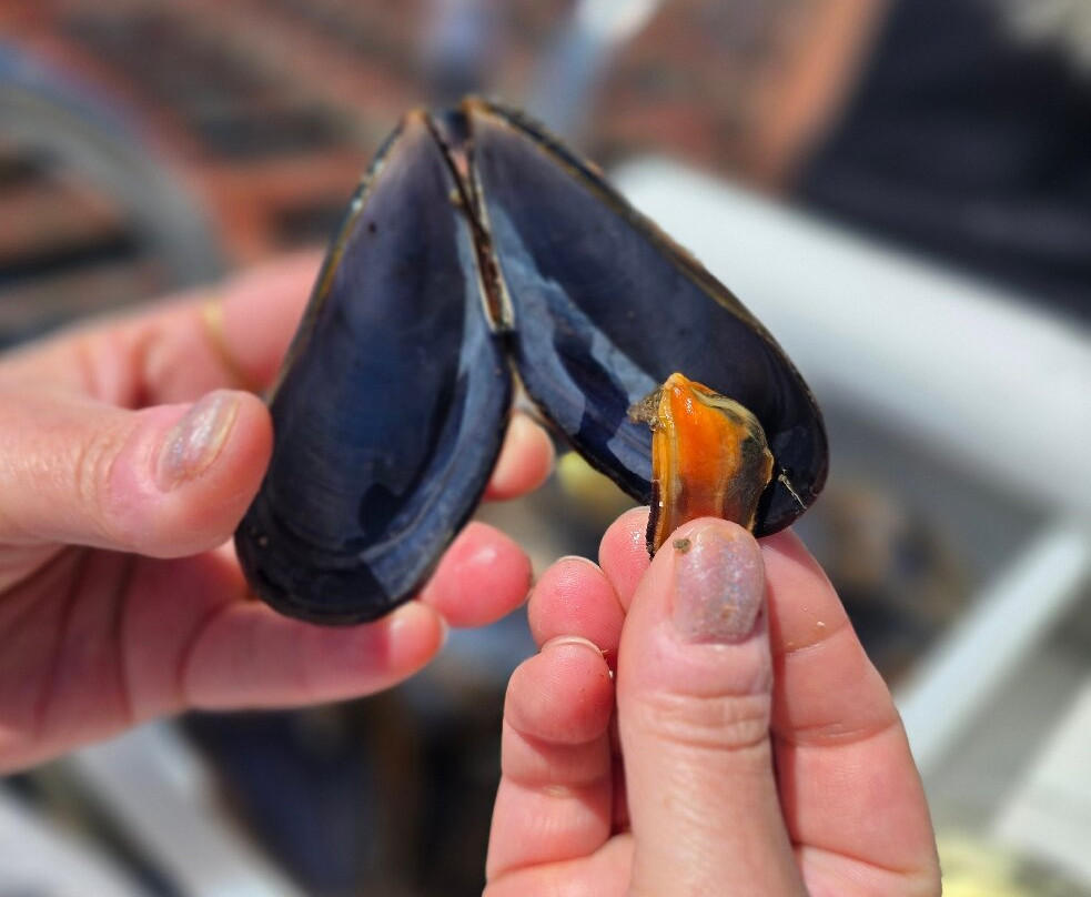 Mares Do Grove-格罗韦必去景点