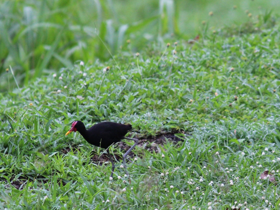 Birding Pipeline Panama-甘博阿必去景点