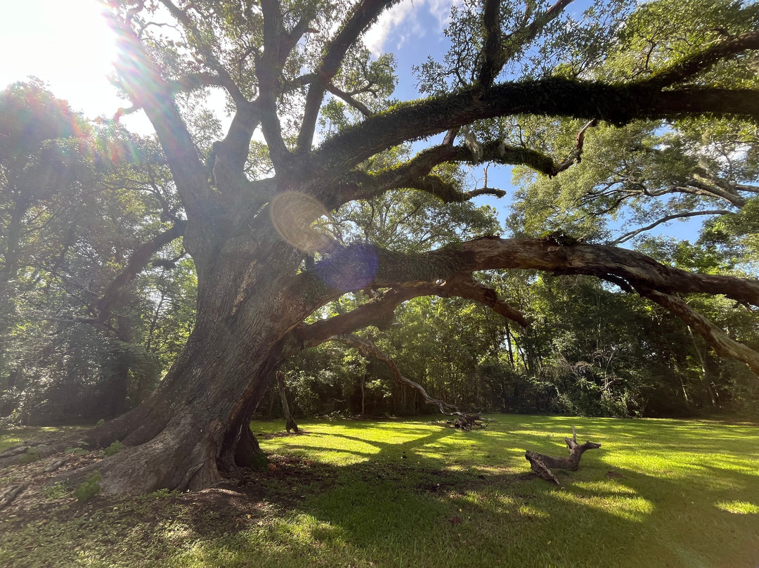 Longfellow Evangeline State Historic Site-Saint Martinville必去景点