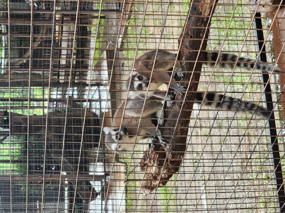 Safari Zoological Park景点图片