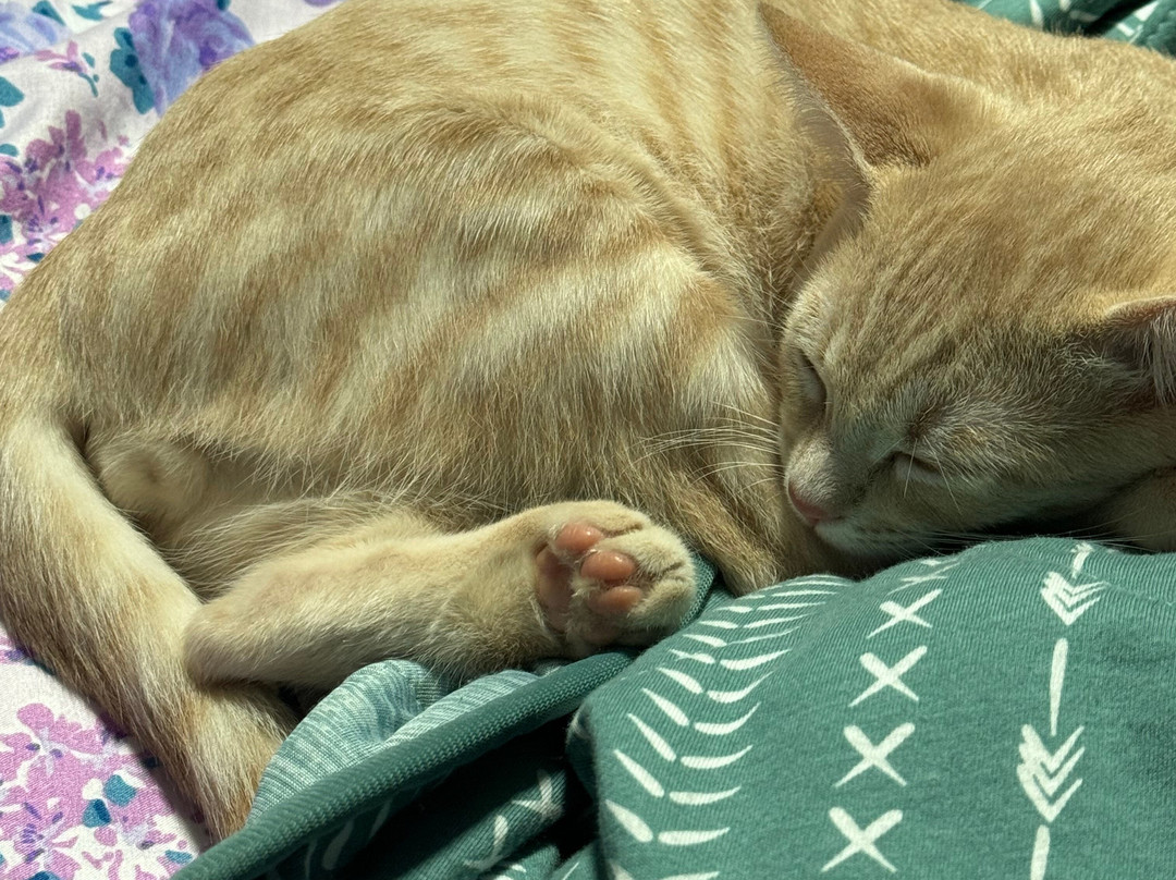 Cat Cafe Maui-卡胡卢伊必去景点