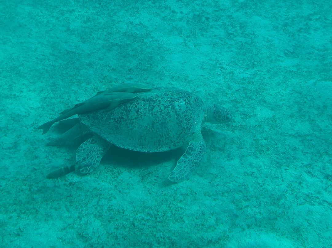 Royal Sea Scope-马萨阿拉姆必去景点