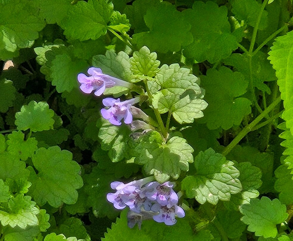 Copper Culture State Park-Oconto必去景点