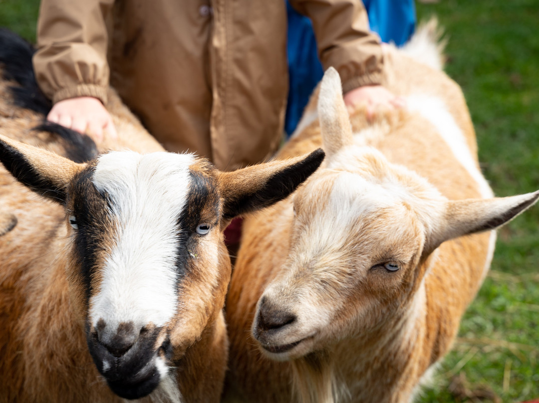 Woodside Farm-苏克必去景点