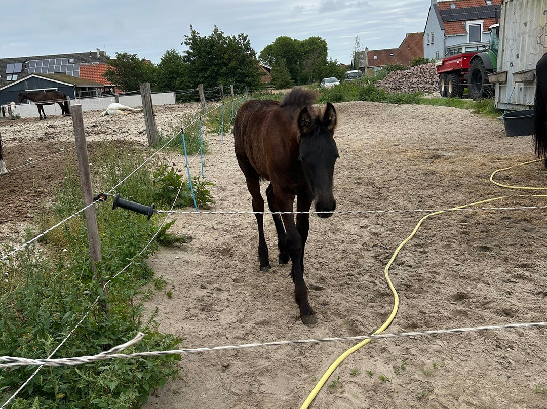 Terpstra Huifkartochten & Paardrijden-Hoorn必去景点