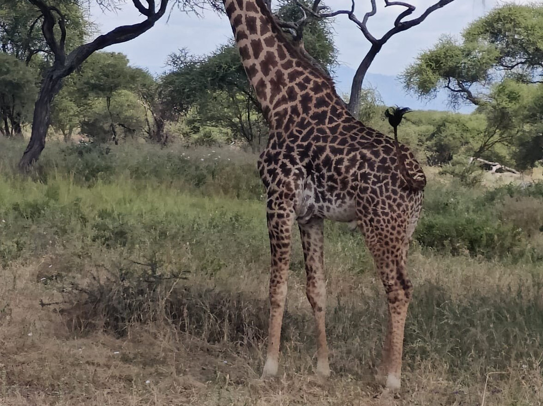 Wild Authentic Tanzania-阿鲁沙必去景点