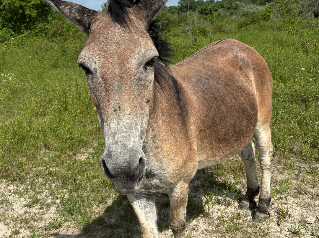 Appalachian Horse Project-Jackson必去景点