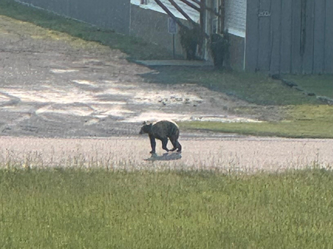 Cobblestone Hotel & Suites - International Falls主图