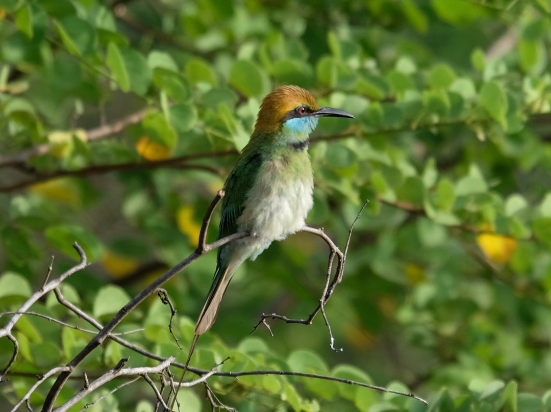 Prasanna Safari Udawalawe-乌达瓦拉维国家公园必去景点