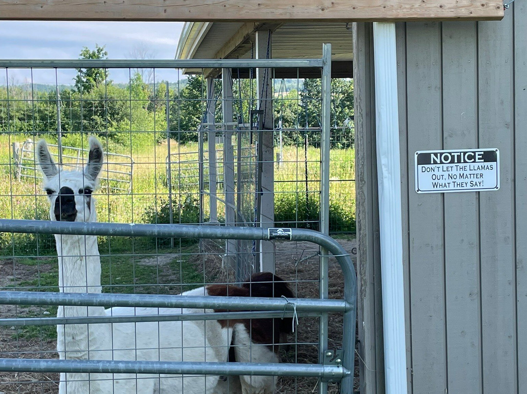Alpine Ridge Alpacas-Clarksburg必去景点
