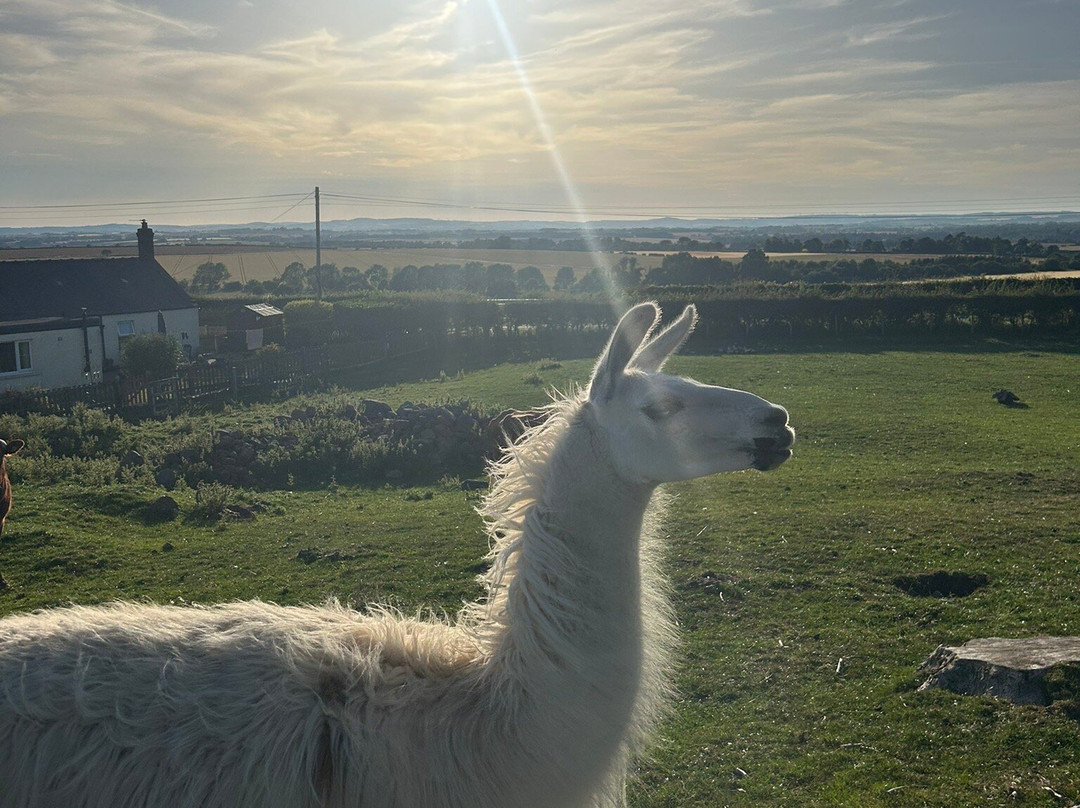 West Longridge Manor B&B主图