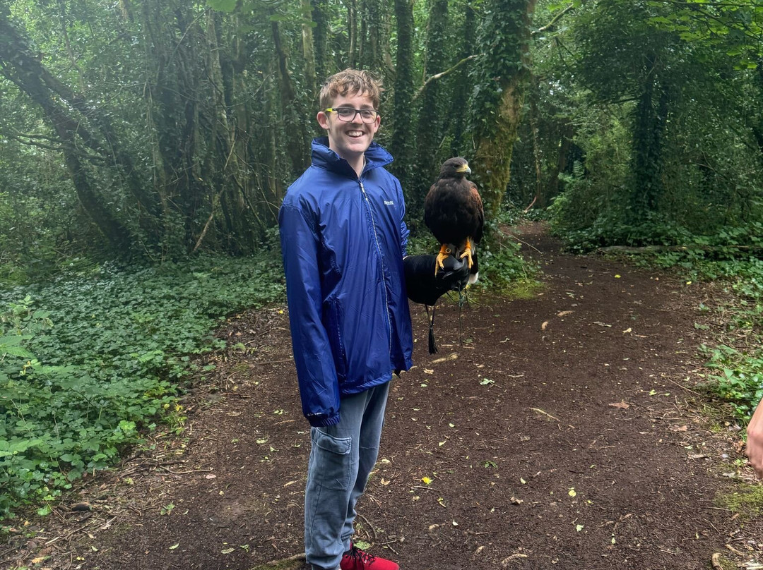 Ireland's School of Falconry-康镇必去景点