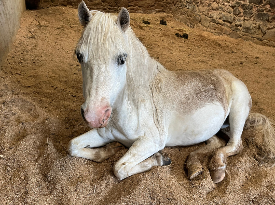 Hay Farm Heavy Horse Centre-特威德河畔贝里克必去景点