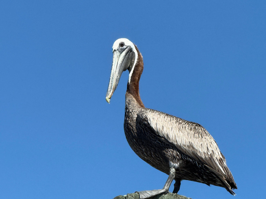 TourH2O-Holden Beach必去景点