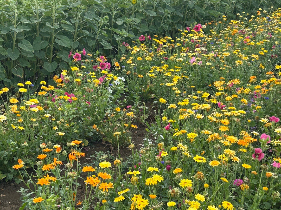 Writtle Sunflowers-切姆斯福德必去景点