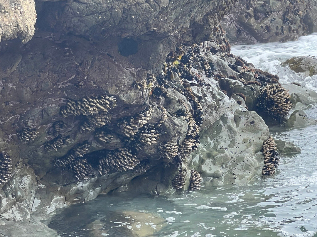 The Shelter Cove Oceanfront Inn主图