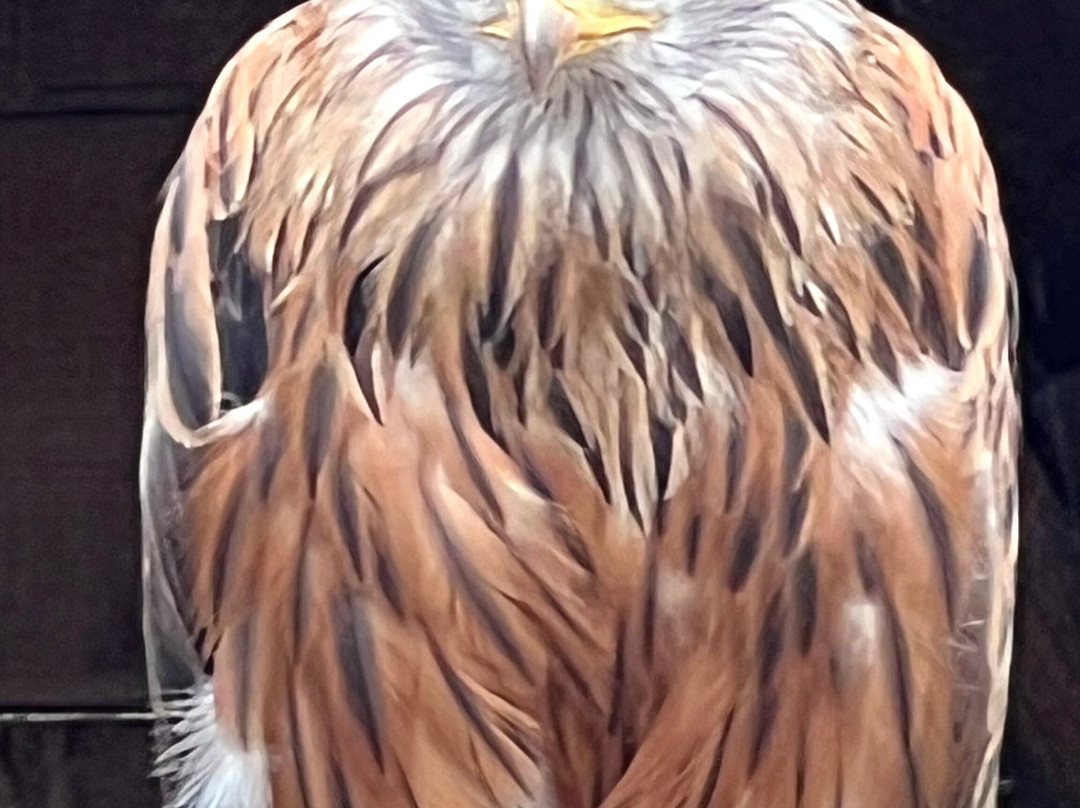 Les Aigles d'Aure - Volerie des Pyrenees-Arreau必去景点