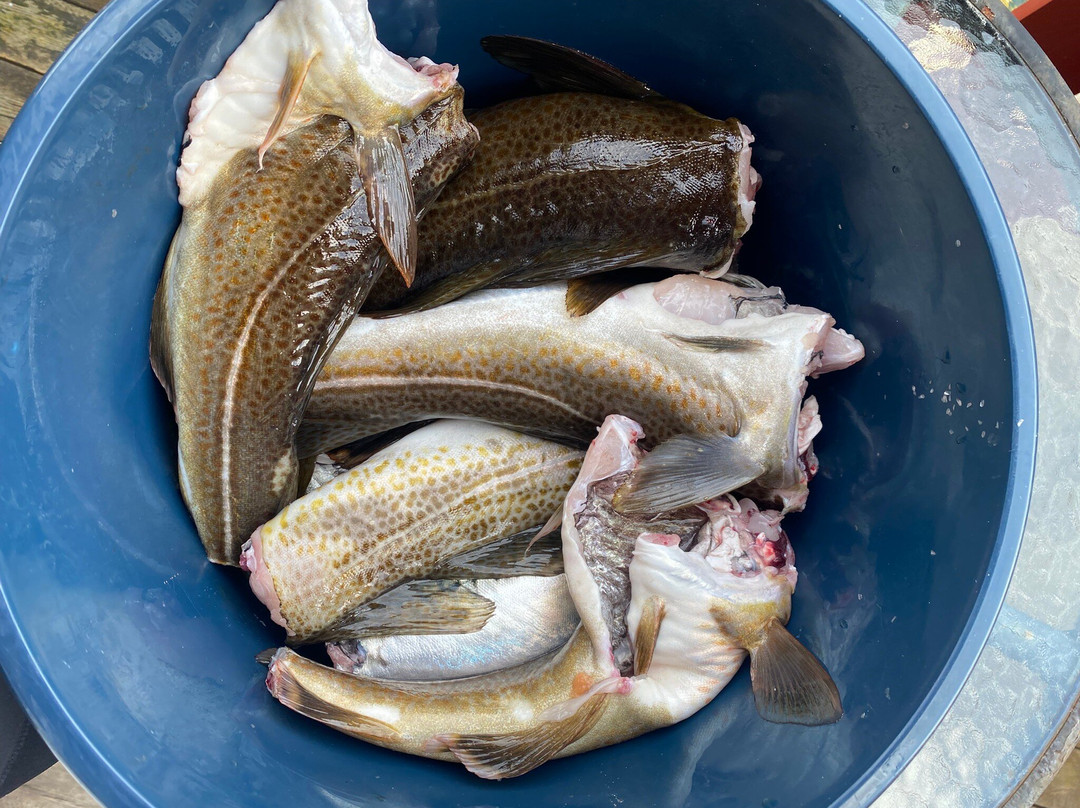 Brygga Pa Donna主图