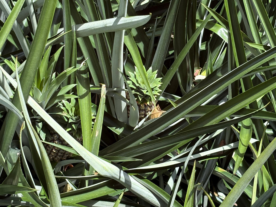 The Best Pineapple Tour Costa Rica-Rio Cuarto必去景点