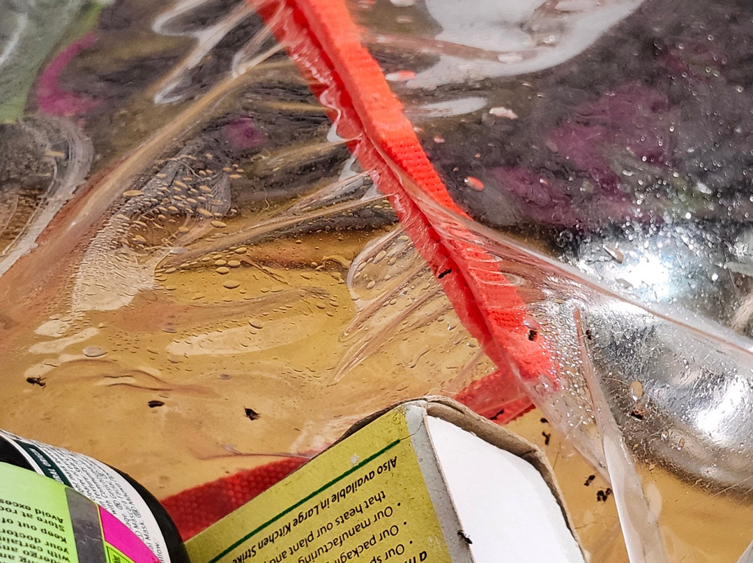 Laughing Lizard Inn主图