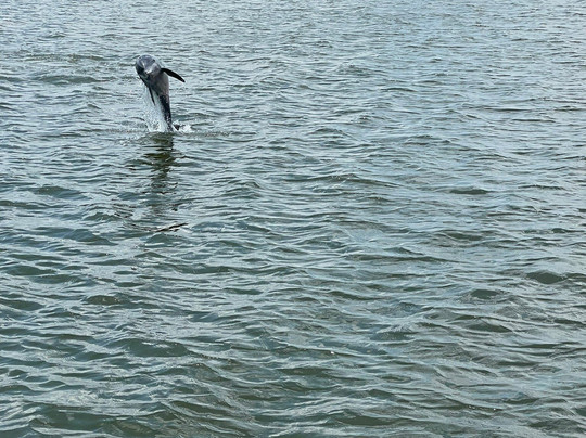 Cruise Orange Beach Dolphin Cruises-橙色海湾必去景点