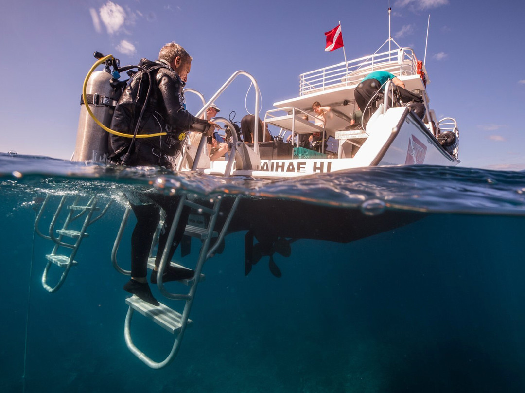 Kohala Divers-卡威哈也必去景点