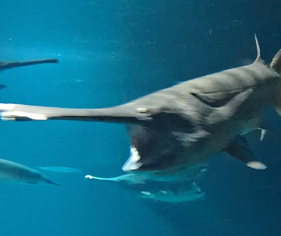 AQUATIS Aquarium Vivarium Lausanne-洛桑必去景点