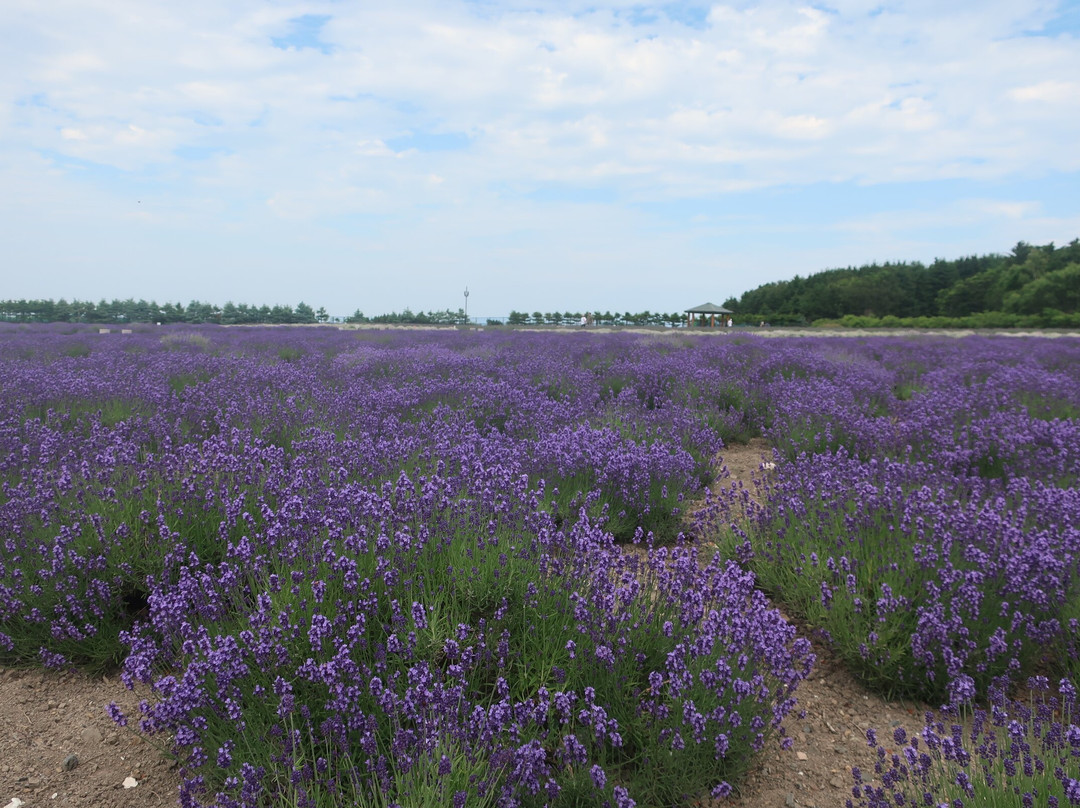 鄂霍次克流冰公园-纹别市必去景点