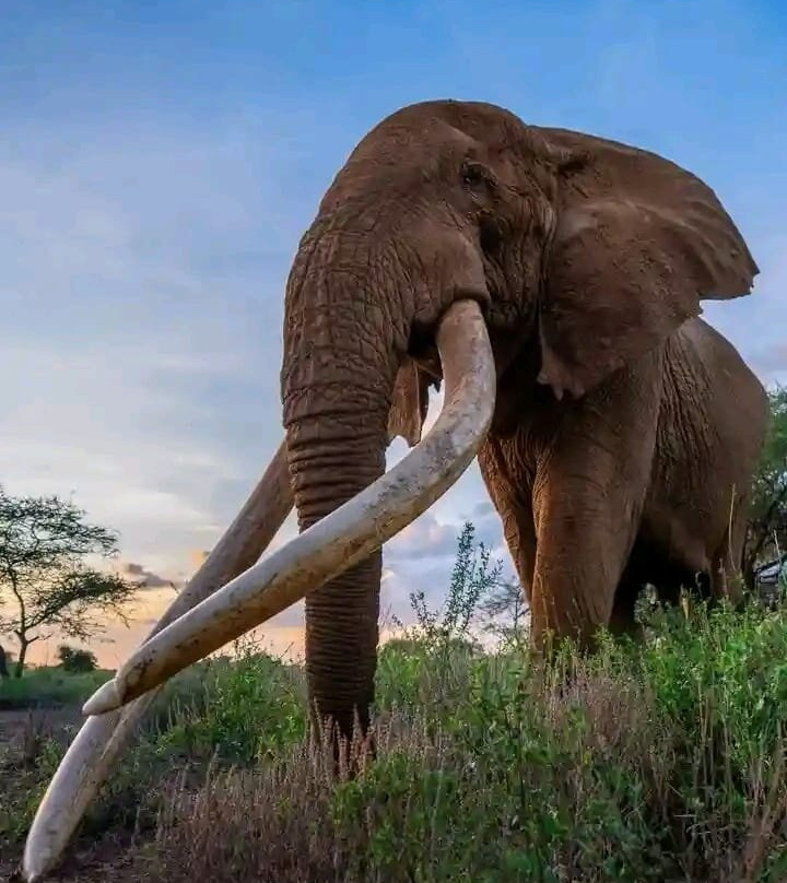 Amboseli Cultural Tours-Amboseli Eco-system必去景点