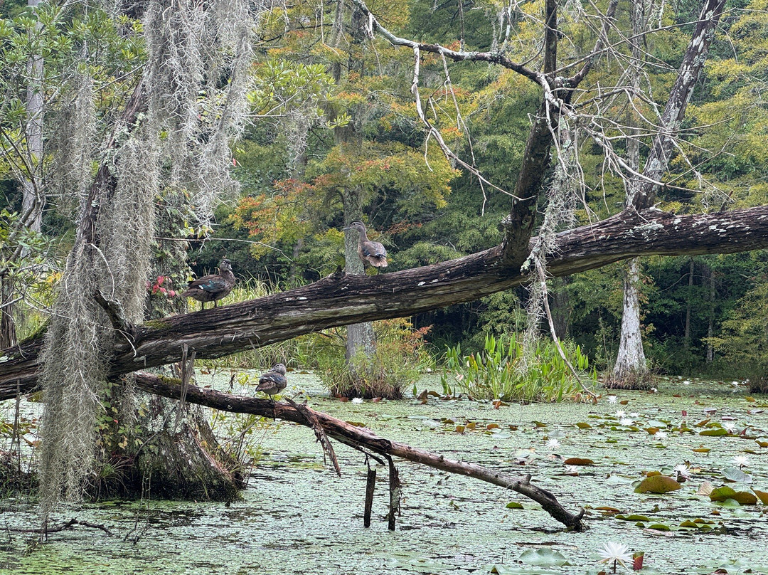 Cypress Gardens-蒙克斯科纳必去景点