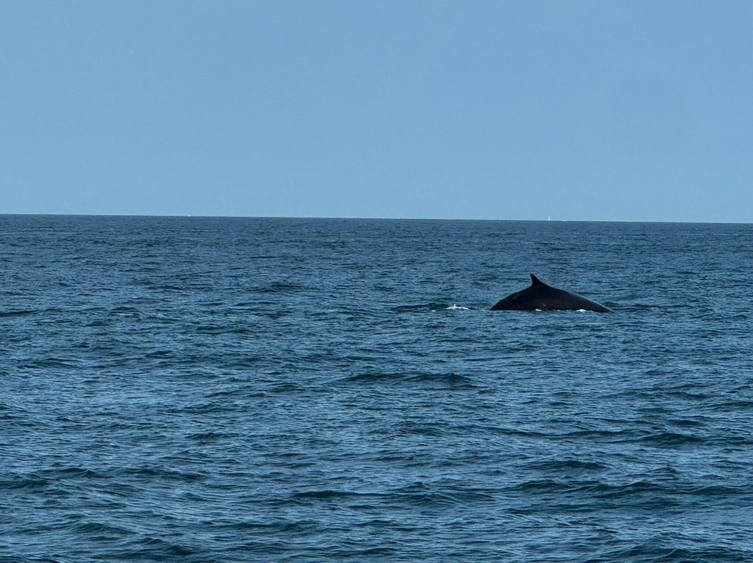 Dolphin Fleet Whale Watch-普罗温斯敦必去景点