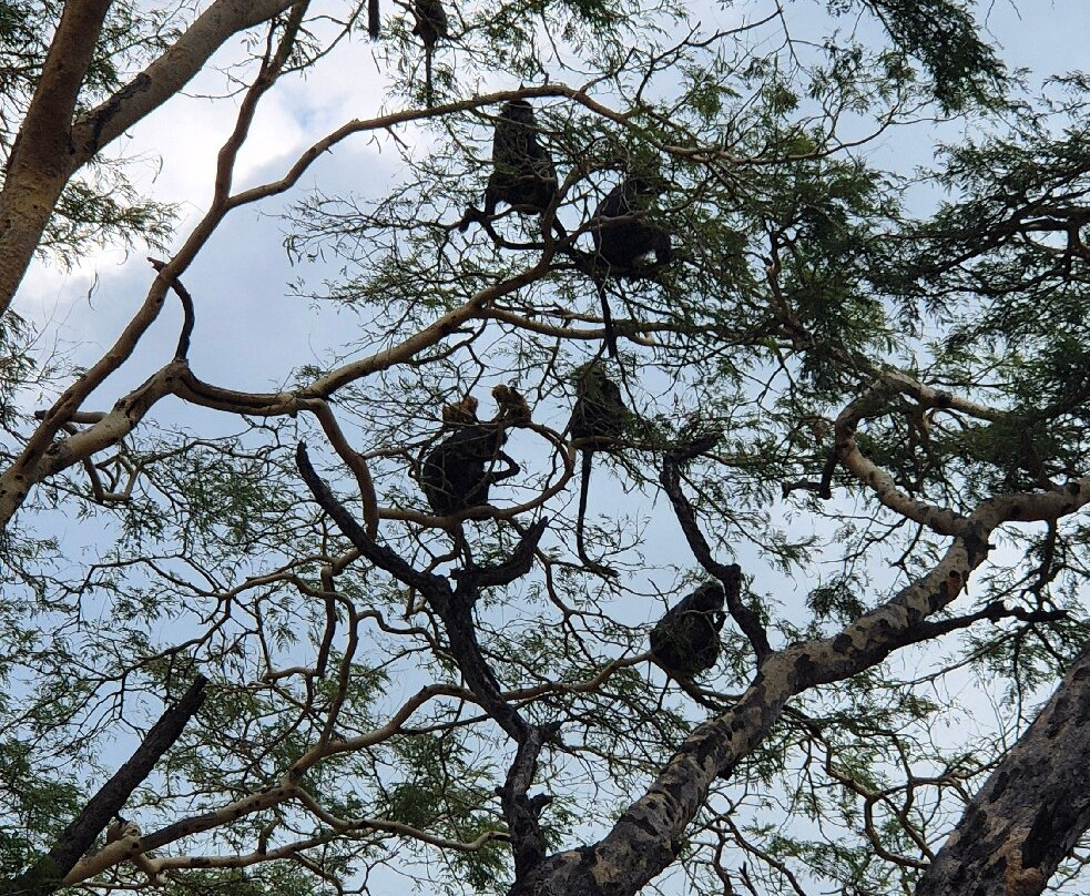 Menjangan Tour Snorkeling & Diving-Pejarakan必去景点
