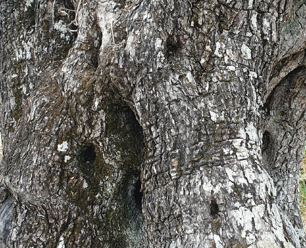 Dr. Kavvadia's Organic Farm-Tzavros必去景点