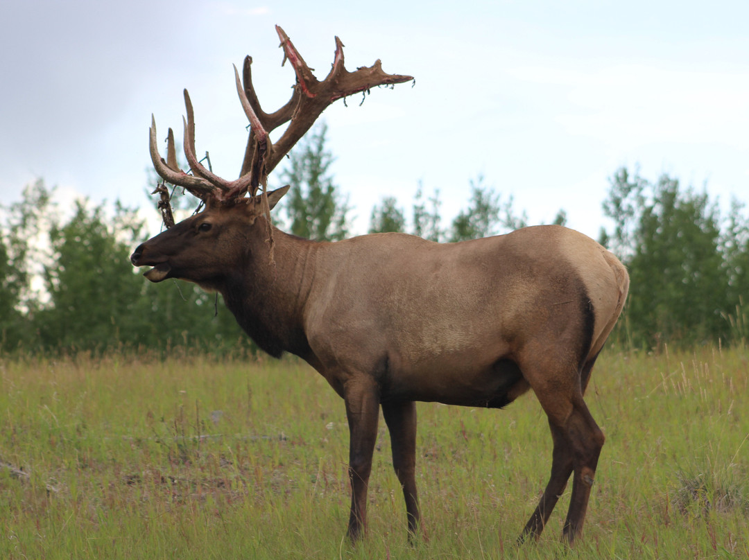 Yukon Wildlife Preserve-白马市必去景点