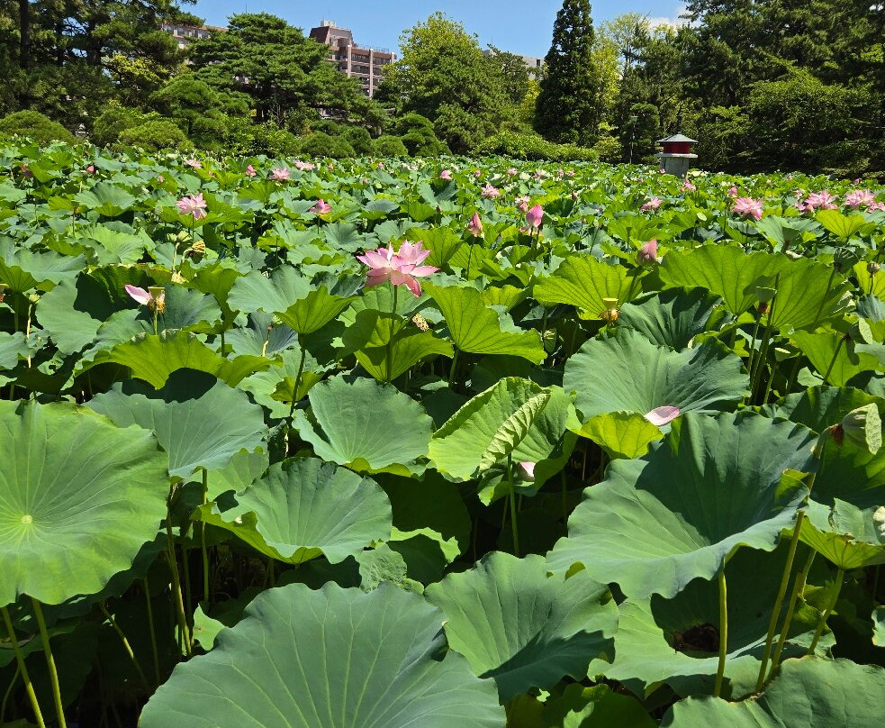 Hakusan Shrine-新泻市必去景点